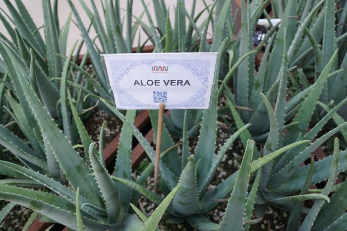 aloes suplement diety